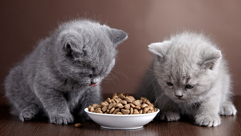 Anak kucing butuh makanan tinggi gizi.