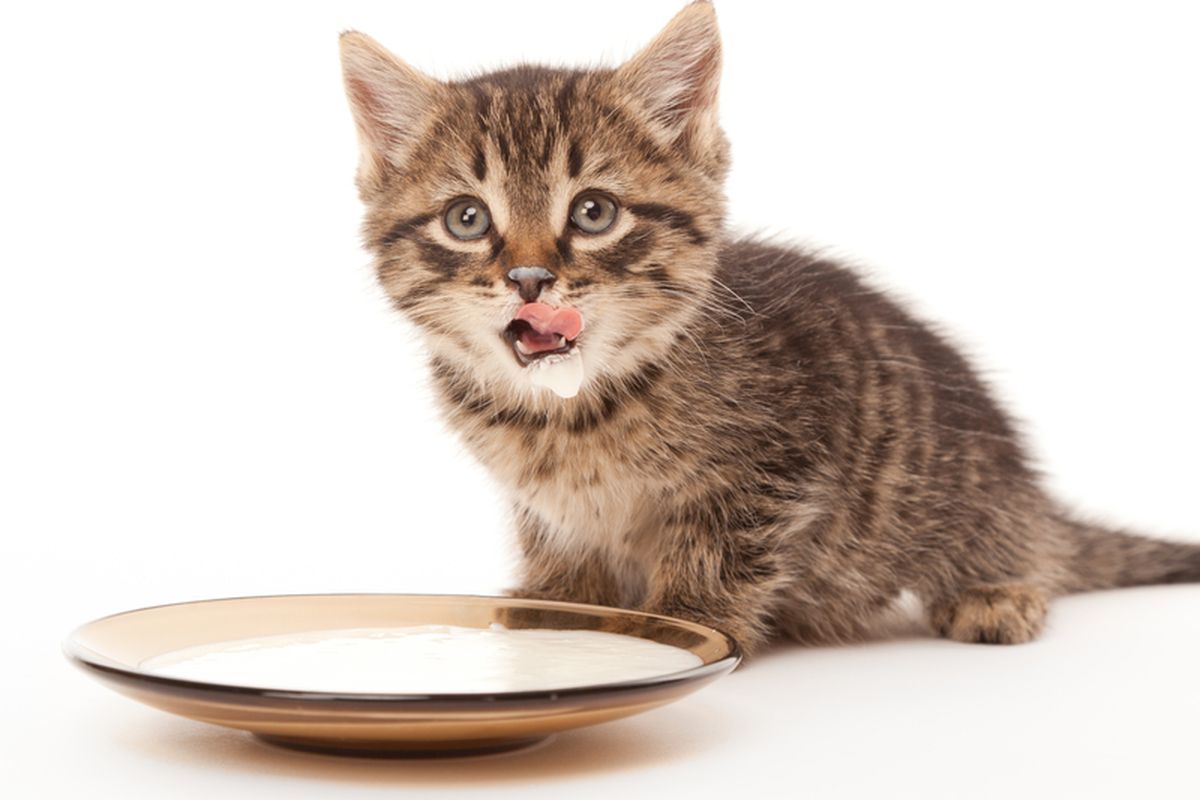 Kucing minum susu.