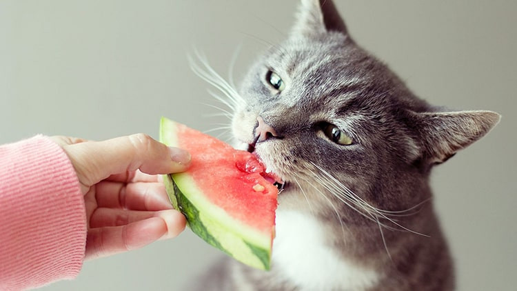Jadwalkan makan yang tepat agar kucing sehat.