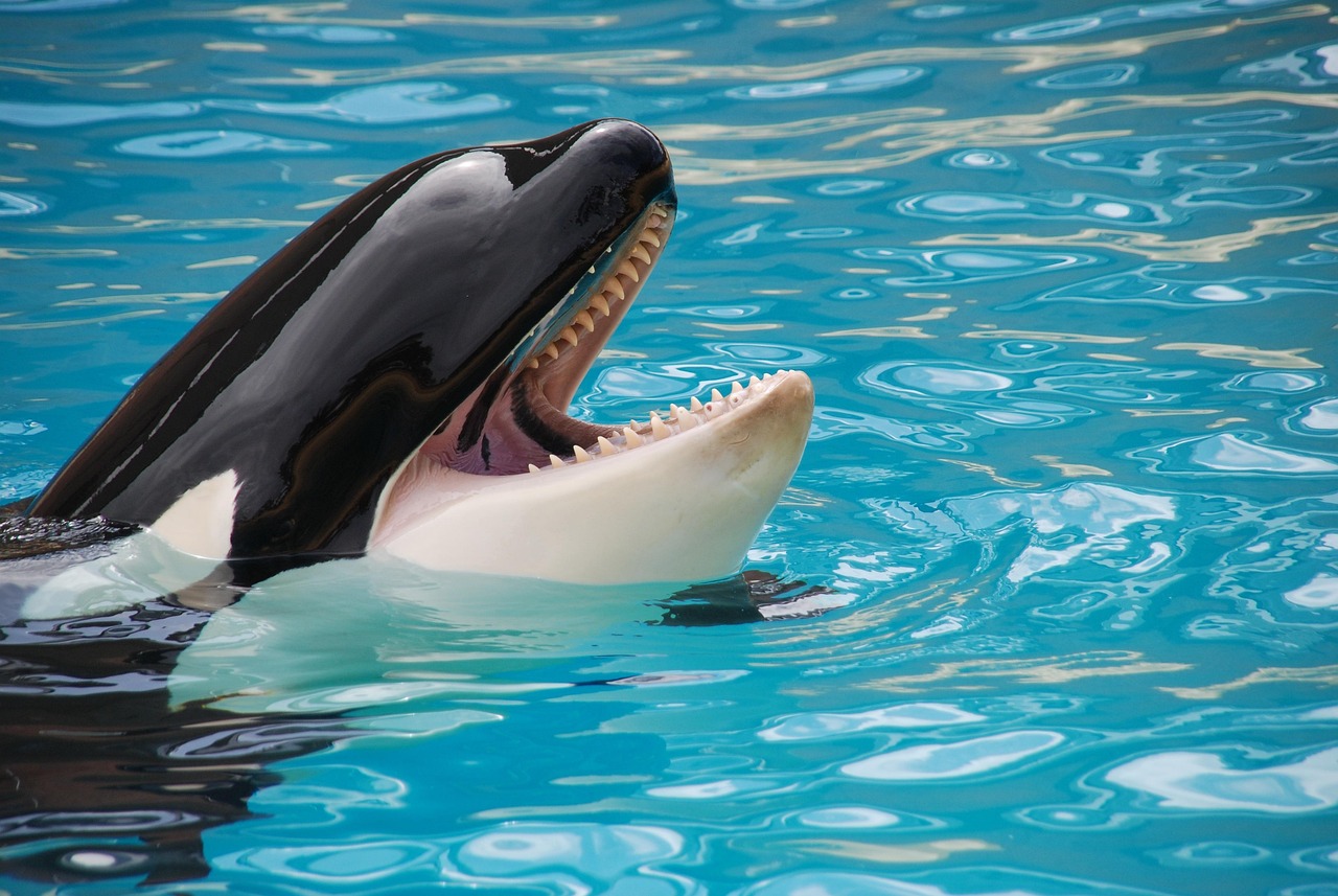 Ilustrasi paus orca di penangkaran (Gambar: Pixabay)