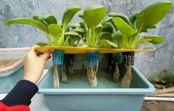 Tips pemula yang mau buat hidroponik sederhana di rumah simpel hasil memuaskan