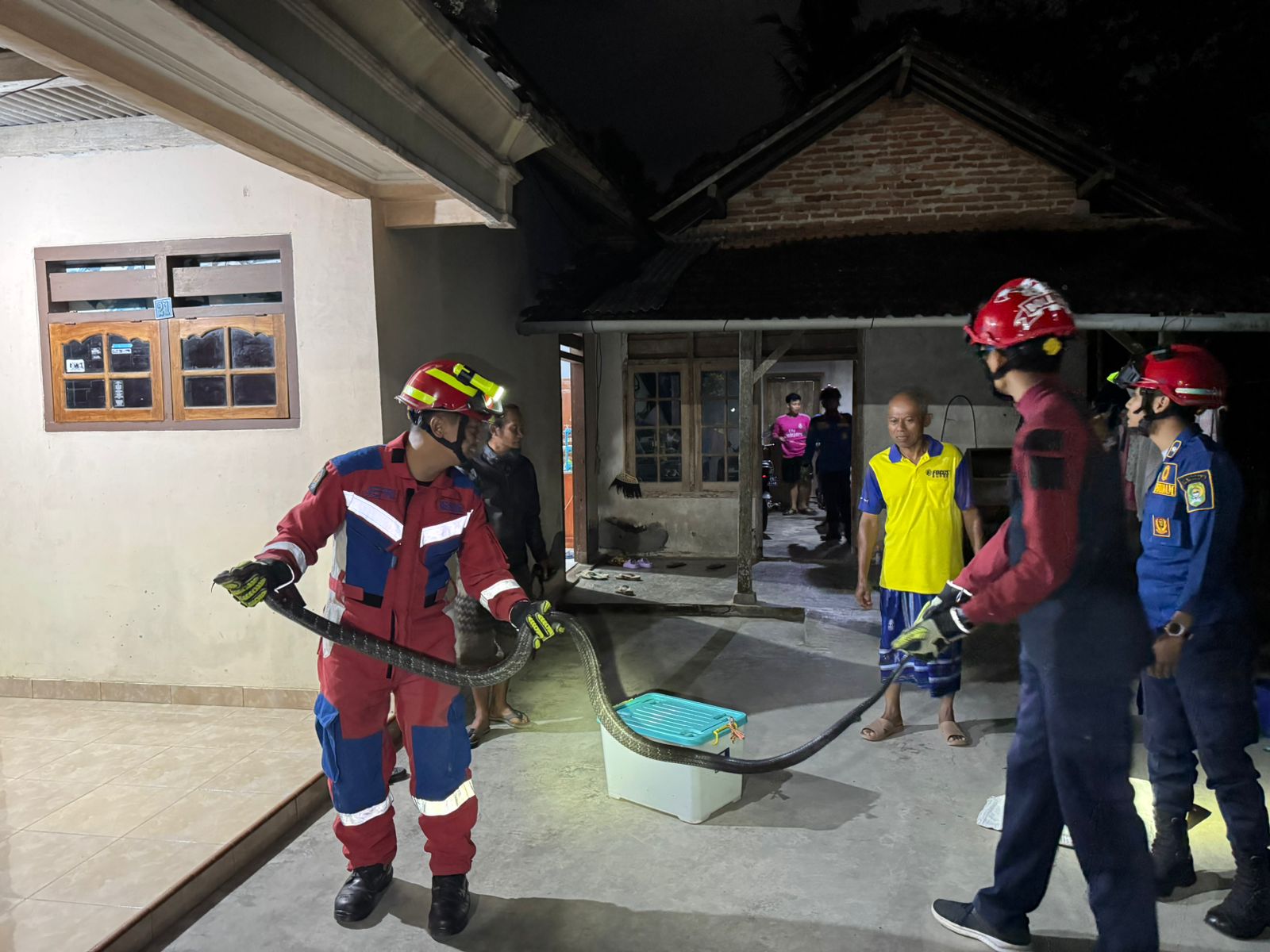 Proses evakuasi ular king kobra dari rumah warga oleh Damkar Trenggalek