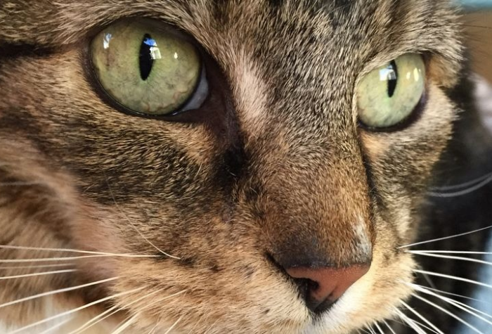 Penglihatan kucing mampu melihat jelas dalam gelap berkat pupil vertikal dan tapetum lucidum.