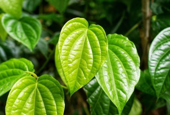 Temukan rahasia daun sirih, herbal alami yang bermanfaat untuk mulut segar, kulit sehat, rambut kuat, dan tubuh lebih bugar setiap hari.