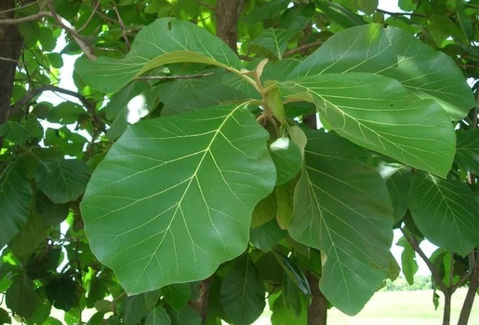 Daun jati tidak hanya dikenal sebagai pewarna alami, tetapi juga bermanfaat untuk kesehatan, perawatan kulit, pewarna rambut, hingga menjaga kelestarian lingkungan.