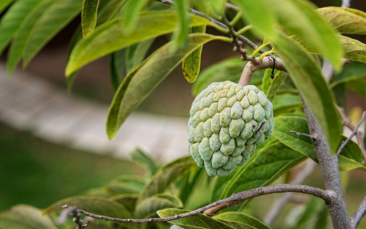 Buah srikaya tidak hanya enak disantap, tetapi juga menyimpan banyak manfaat baik untuk kesehatan.