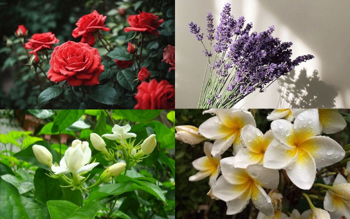 Bunga mawar atau melati dan jenis bunga lainnya yang sering dijadikan bahan parfum alami.