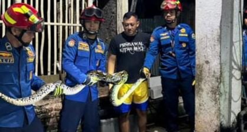 WASPADA : Personil damkar ketika mengamankan ular python yang masuk area pemukiman warga