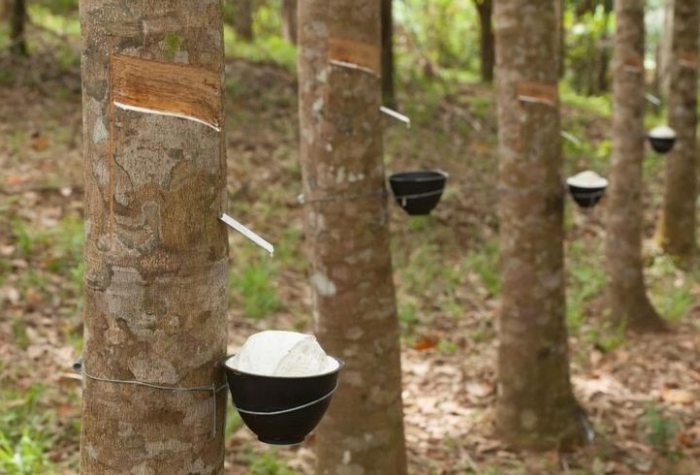 Pohon karet adalah tanaman perkebunan bernilai ekonomis tinggi.