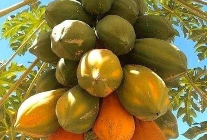 Pepaya tidak hanya enak dimakan langsung, tetapi juga dapat diolah menjadi rujak, manisan, sayur lodeh, smoothie, hingga selai. Simak resep lengkapnya di sini.