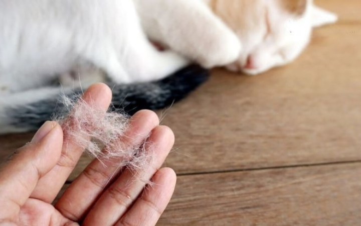 Bulu kucing yang rontok bisa disebabkan berbagai faktor dan perlu penanganan yang tepat.