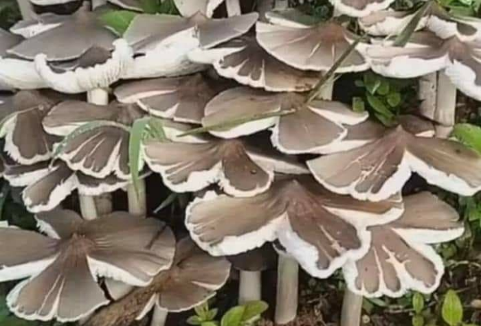 Jamur barat bergizi, aman dikonsumsi, dan mudah diolah. Temukan manfaat, resep, serta tips penyimpanan agar tetap segar.