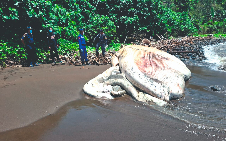 ondisi bangkai paus balin yang terdampar di Pantai Nglarap, Desa Keboireng, Kecamatan Besuki, Kabupaten Tulungagung makin mengenaskan.