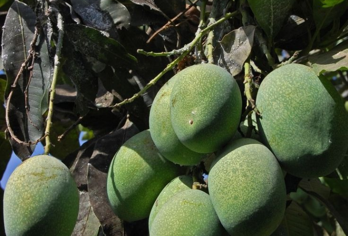 Panduan lengkap memilih mangga untuk rujak dan sambal, termasuk resep praktis, tips penyimpanan, dan manfaat kesehatan.