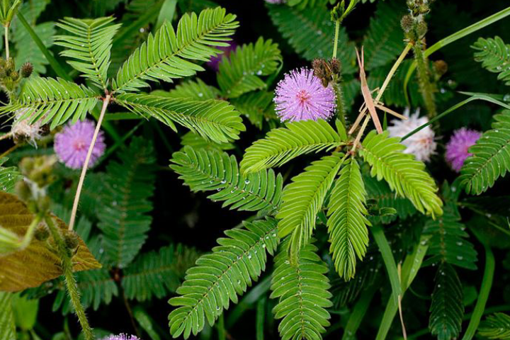 Putri malu atau imosa pudica adalah tanaman liar yang sering ditemukan di pekarangan rumah, pinggir jalan, atau ladang terbuka.