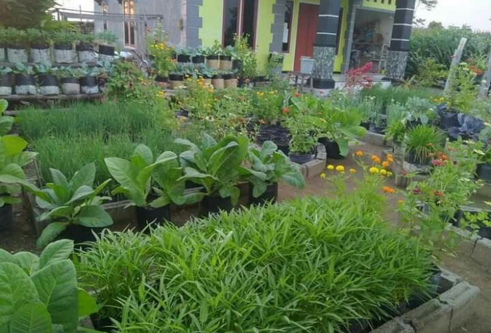 Daftar sayuran yang mudah ditanam untuk pemula di rumah. Praktis, cepat panen, cocok untuk lahan sempit, bisa dengan sistem hidroponik, bahkan dari sisa dapur.