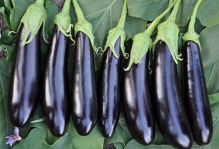 Tidak perlu bingung jika hanya ada terong ungu di rumah. Simak berbagai resep sederhana dan enak dari terong ungu yang mudah dimasak sehari-hari.