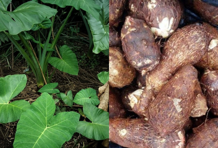 Manfaatkan pohon talas dari daun hingga umbi. Resep sayur, tumis, keripik, dan kue talas lengkap serta tips aman dikonsumsi.