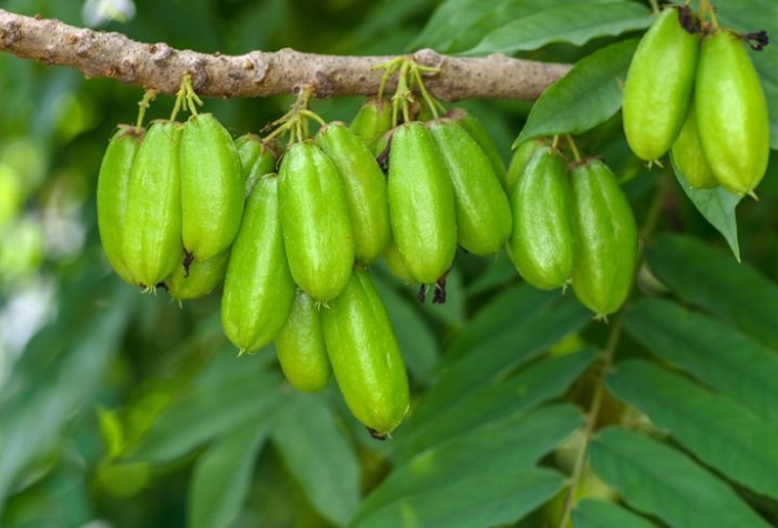 Belimbing wuluh menambah rasa segar pada masakan sekaligus menyehatkan. Simak resep olahan makanan lezat dan sehat dengan belimbing wuluh di rumah.