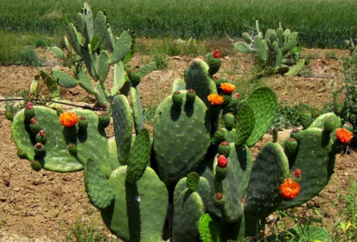 Jenis kaktus yang bisa dimakan ternyata cukup beragam, mulai dari kaktus nopal, saguaro, barrel, hingga cholla.