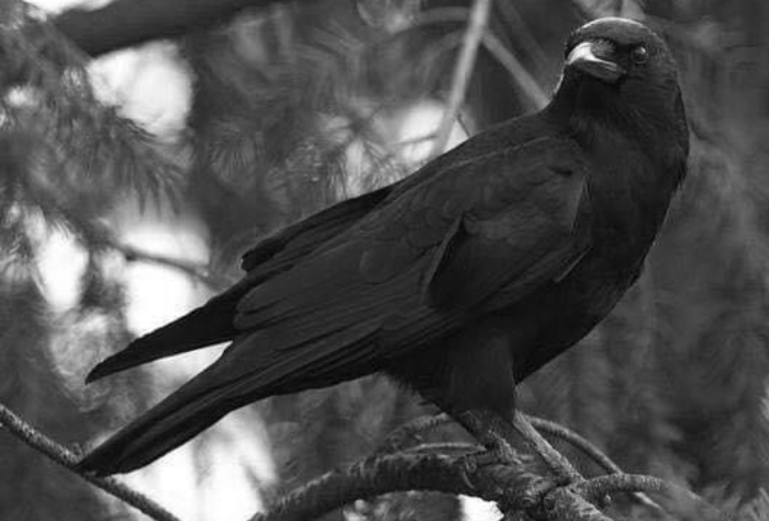 Mitos tentang burung gagak yang dipercaya membawa pertanda tertentu oleh masyarakat.