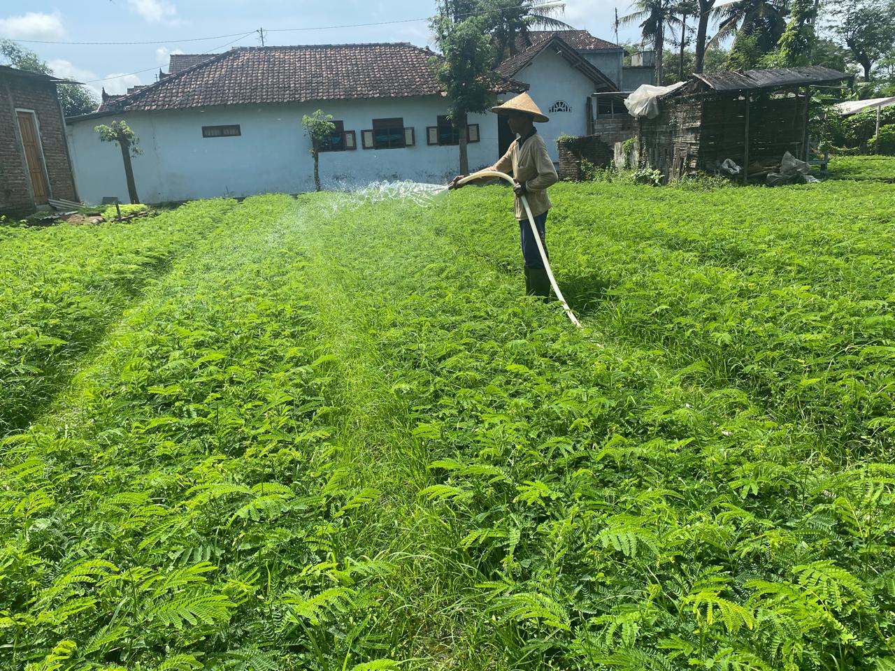 Musim hujan mendatangkan keberuntungan bagi sejumlah pedagang pembibitan tanaman. Termasuk di Desa Kedunglurah, Kecamatan Pogalan, Kabupaten Trenggalek, mengalami peningkatan penjualan.