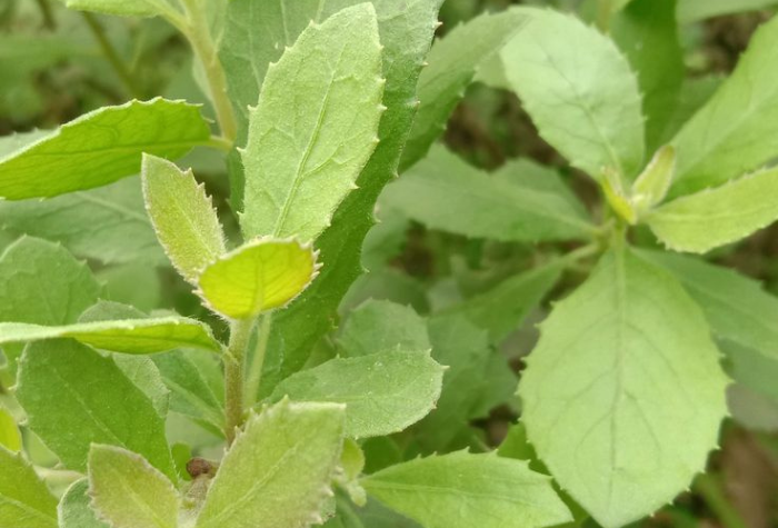 Daun beluntas merupakan tanaman herbal yang kaya manfaat untuk menjaga kesehatan tubuh, mudah ditemukan di Trenggalek, dan sering digunakan sebagai obat tradisional alami.
