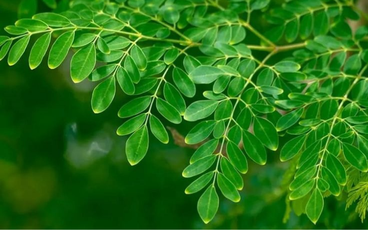 Daun kelor hijau segar tumbuh rimbun, siap dipetik untuk olahan sehat keluarga setiap hari.