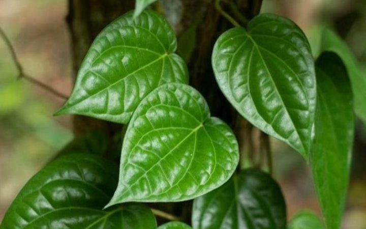 Daun sirih hijau, tampil segar dan siap diolah sebagai obat alami yang menyehatkan.