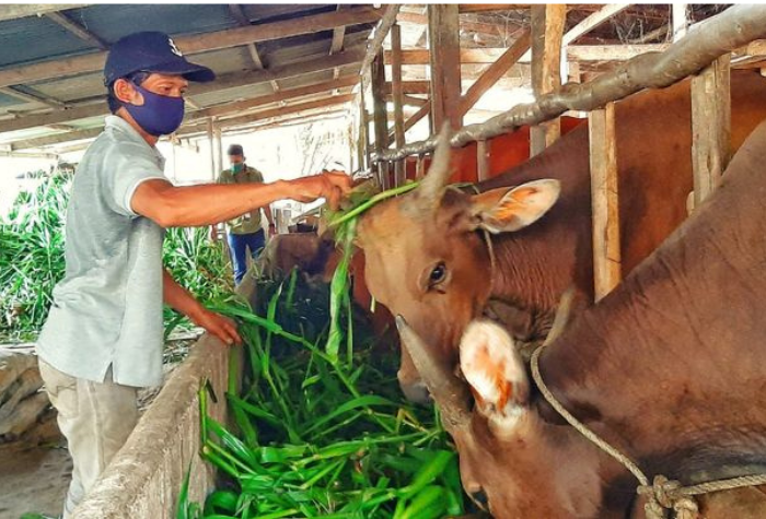 Warga Trenggalek memiliki gaya beternak khas yang mengandalkan kearifan lokal, gotong royong, dan pemanfaatan sumber daya alam sekitar.