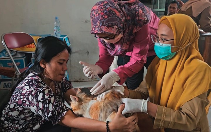 Seekor kucing milik warga Trenggalek yang menjalani vaksin rabies untuk membahagiakan daya tahan tubuh hewan peliharaan.