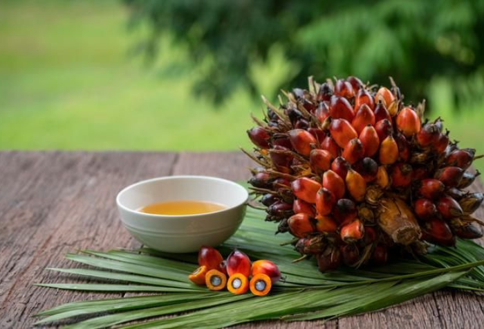 Pohon sawit menjadi salah satu tanaman perkebunan penting di Indonesia. Selain menghasilkan minyak nabati, tanaman ini juga memiliki beragam manfaat di berbagai bidang industri.