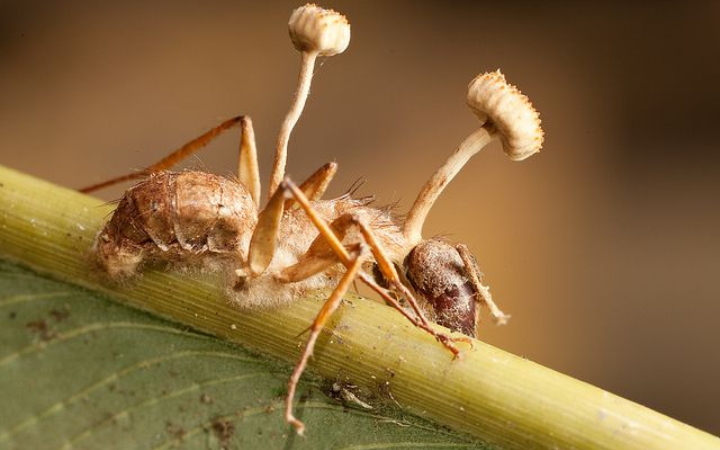 Jamur cordyceps tumbuh dari tubuh belakang semut di atas daun yang lembab.