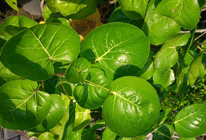 Daun mangkokan memiliki banyak khasiat, mulai dari menyuburkan rambut, membantu penyembuhan luka, hingga melancarkan ASI secara alami.