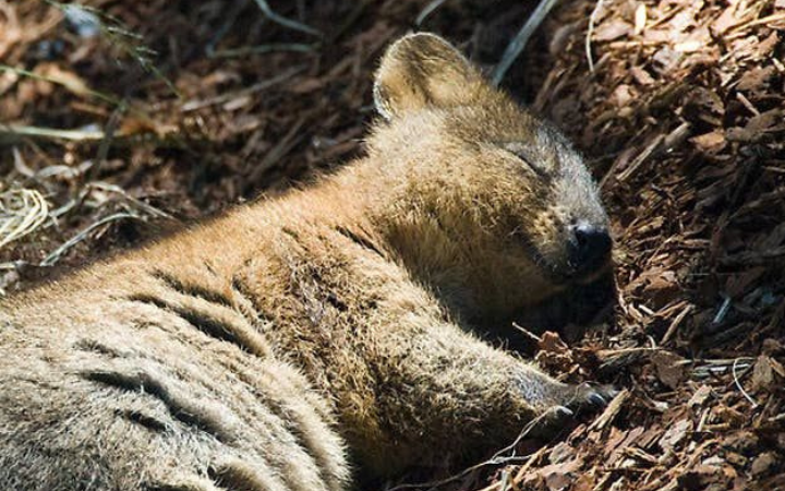Seekor quokka sedang tidur dan tersenyum menggemaskan.