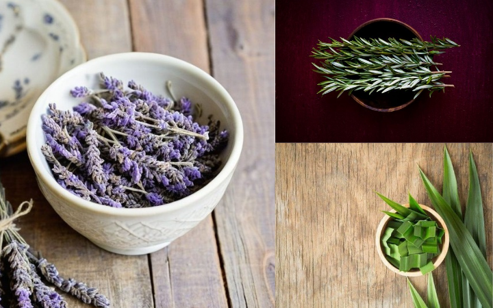 Lavender, rosemary, dan pandan, tiga tanaman aromatik yang siap menghadirkan keharuman alami di setiap sudut rumah.