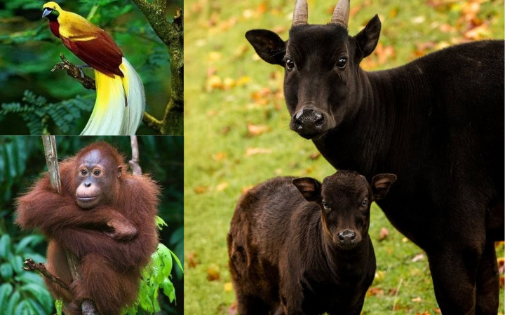 Tim relawan yang terlibat dalam operasi pencarian dan penyelamatan (SAR) korban banjir serta tanah longsor di wilayah Tapsel dan Tapteng temukan orangutan yang mati.&nbsp;