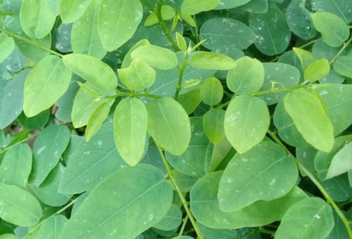Daun katuk dikenal kaya nutrisi dan memiliki banyak manfaat bagi kesehatan tubuh, mulai dari melancarkan ASI hingga menjaga daya tahan tubuh.