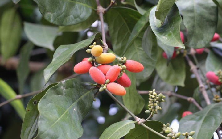 Buah melinjo dikenal kecil namun kaya manfaat, sering diolah jadi emping hingga sayur. Tapi, konsumsinya tetap perlu bijak.