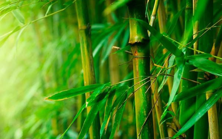Foto pepohonan bambu yang terlihat terlihar hijau segar.