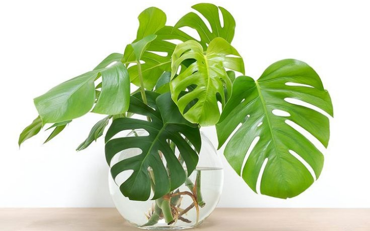 Daun monstera ditempatkan diwadah kaca yang berisikan air, agar daunnya tetap segar.