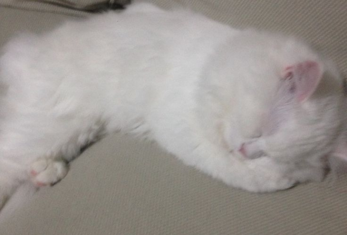 Kucing lemas, tidak mau makan, dan diare bisa menjadi tanda sakit. Kenali penyebab dan cara mengatasinya di rumah agar kucing cepat pulih.