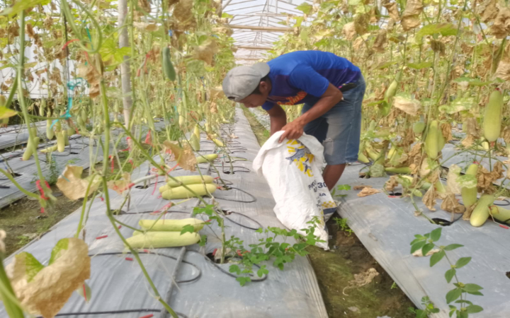 Greenhouse benih timun di Desa Pakis, Kecamatan Durenan,  Kecamatan Durenan, sebagai upaya memperkuat ketahanan pangan desa.