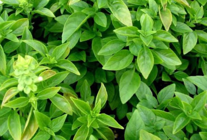 Daun kemangi dikenal dengan aroma khasnya yang segar dan menenangkan. Di balik aromanya yang kuat, daun ini menyimpan banyak manfaat untuk menjaga kesehatan tubuh manusia.