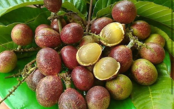 Perpaduan rasa kelengkeng dan durian dalam satu gigitan, matoa bukan cuma enak tapi juga kaya manfaat untuk daya tahan tubuh