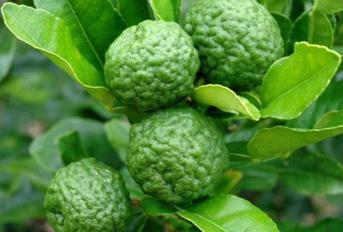 Jeruk purut dikenal sebagai buah kecil yang kaya manfaat, mulai dari bumbu dapur, bahan perawatan tubuh alami, hingga obat tradisional untuk menjaga kesehatan.
