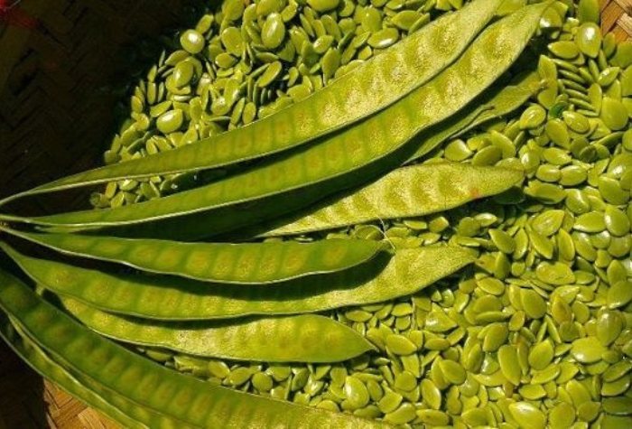 Lamtoro atau petai cina kaya manfaat bagi kesehatan. Selain bergizi, bijinya dapat diolah menjadi berbagai masakan lezat dan mudah dibuat di rumah.