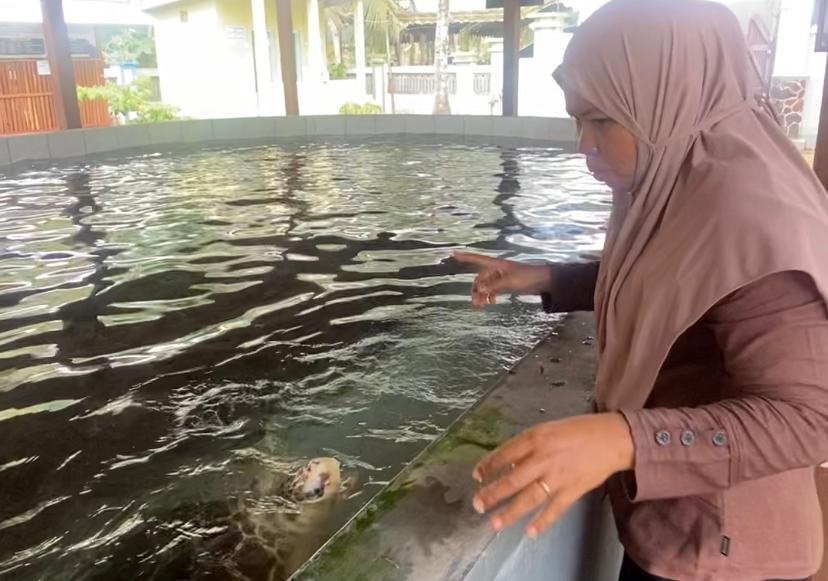 Anggota Pokmaswas Konservasi Penyu di Pantai KiIi-Kili, Eka Agustina, beri makan penyu, pada Jumat (31/10/2025) lalu.
