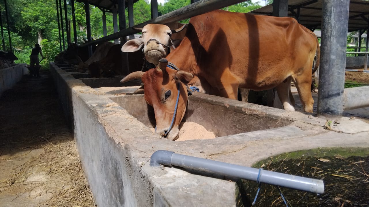 Sapi khas Trenggalek, yakni Sapi Nggalekan kini tersisa 28 ekor dan terancam punah. Sapi tersebut memiliki ciri khusus dan tahan penyakit.