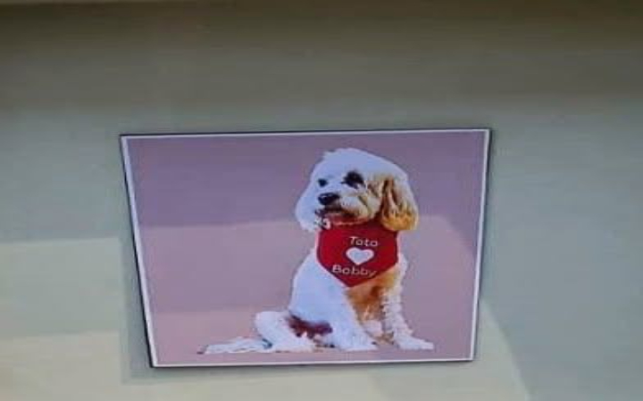 Dalam kunjungannya ke Australia, Presiden RI Prabowo Subianto memberikan kejutan hadiah balik untuk Toto anjing kesayangan Perdana Menteri Anthony Albanese.